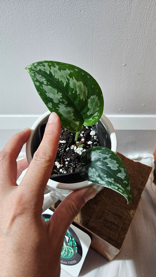 Scindapsus Dark Tricolore (SCI-1139)