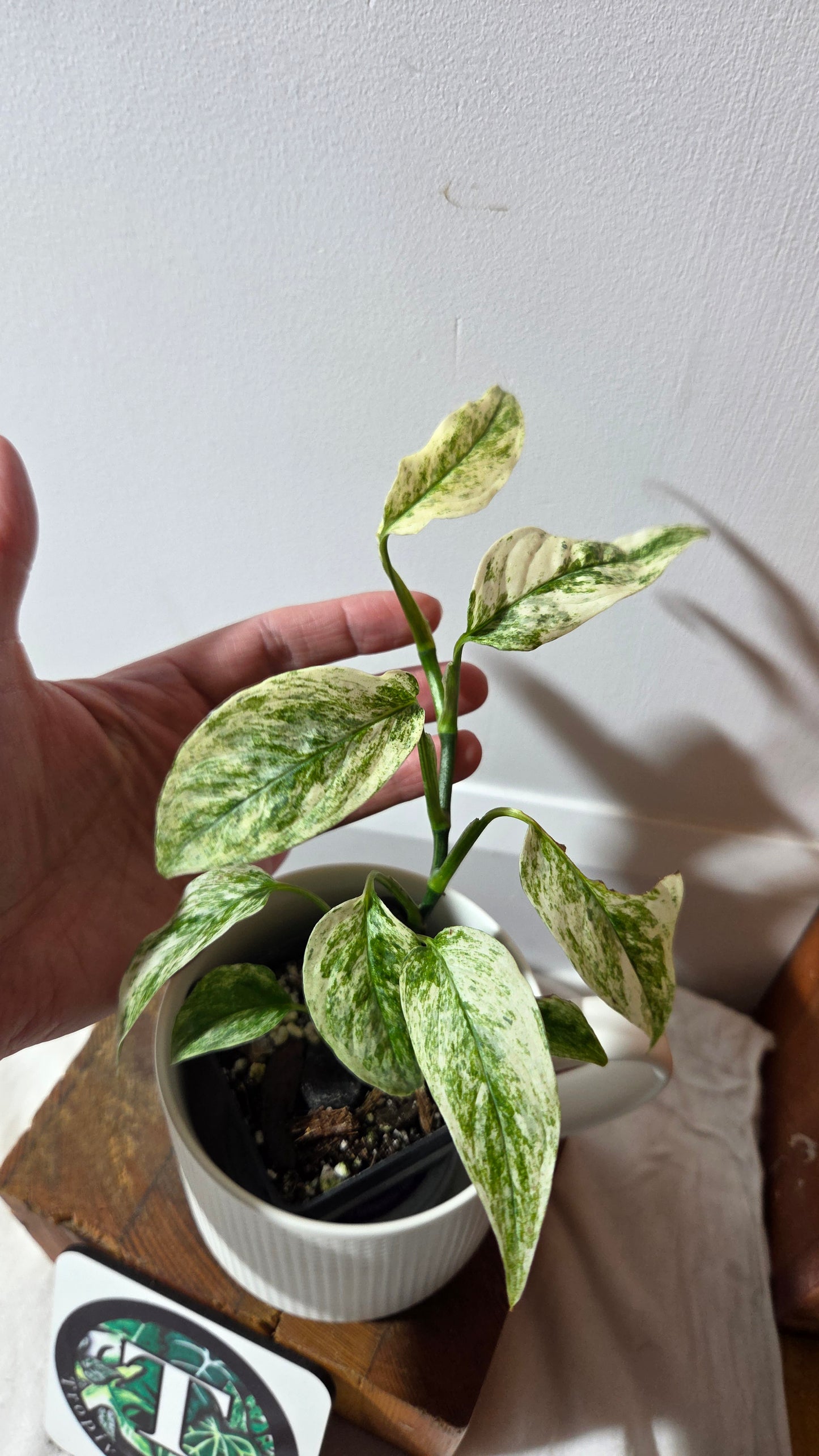 Monstera Laniata Mint (MON-391)
