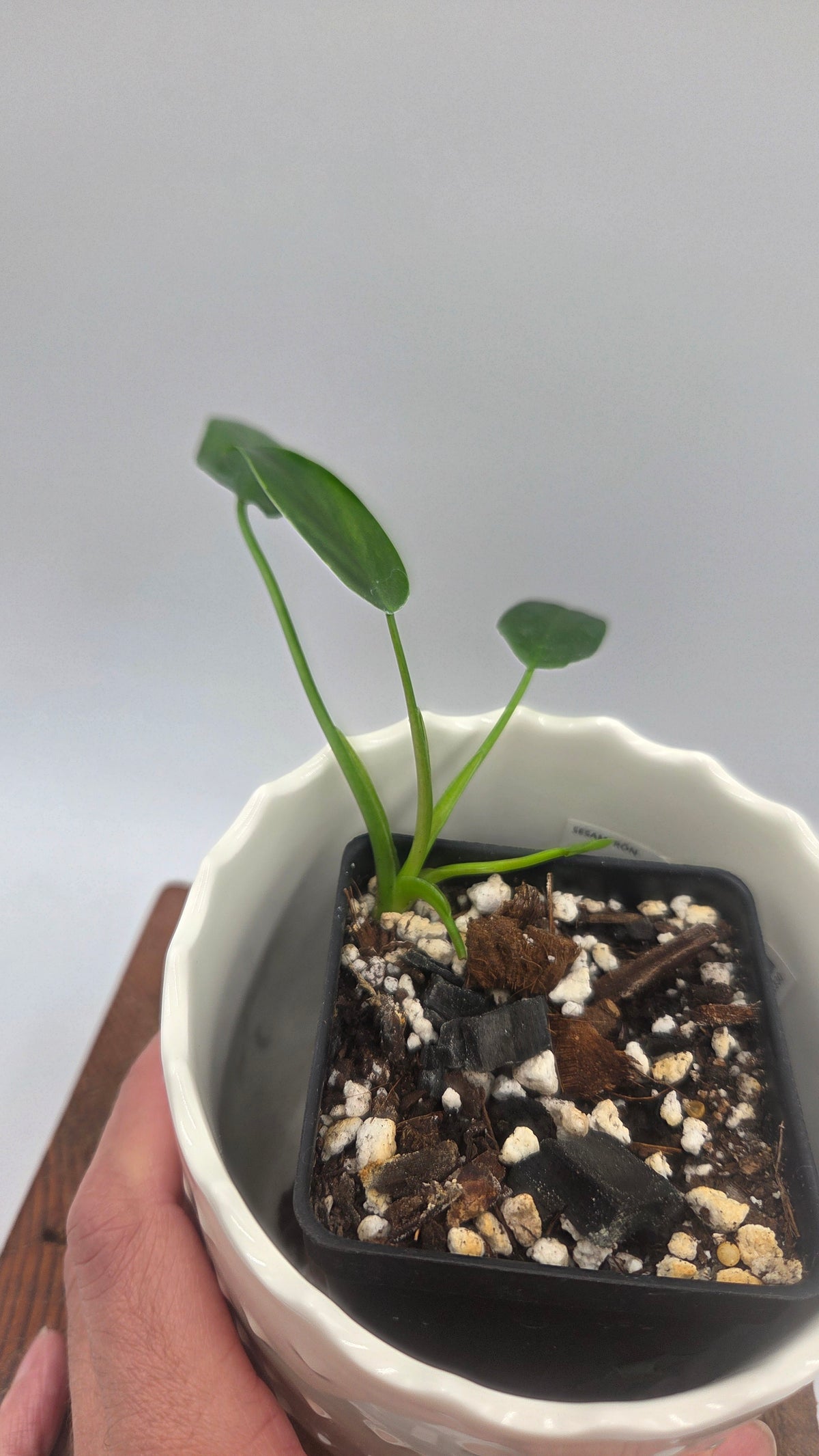 Philodendron Dayaneth Dreams/(Paloraense/Spiritus Santi) (PHI-1090)