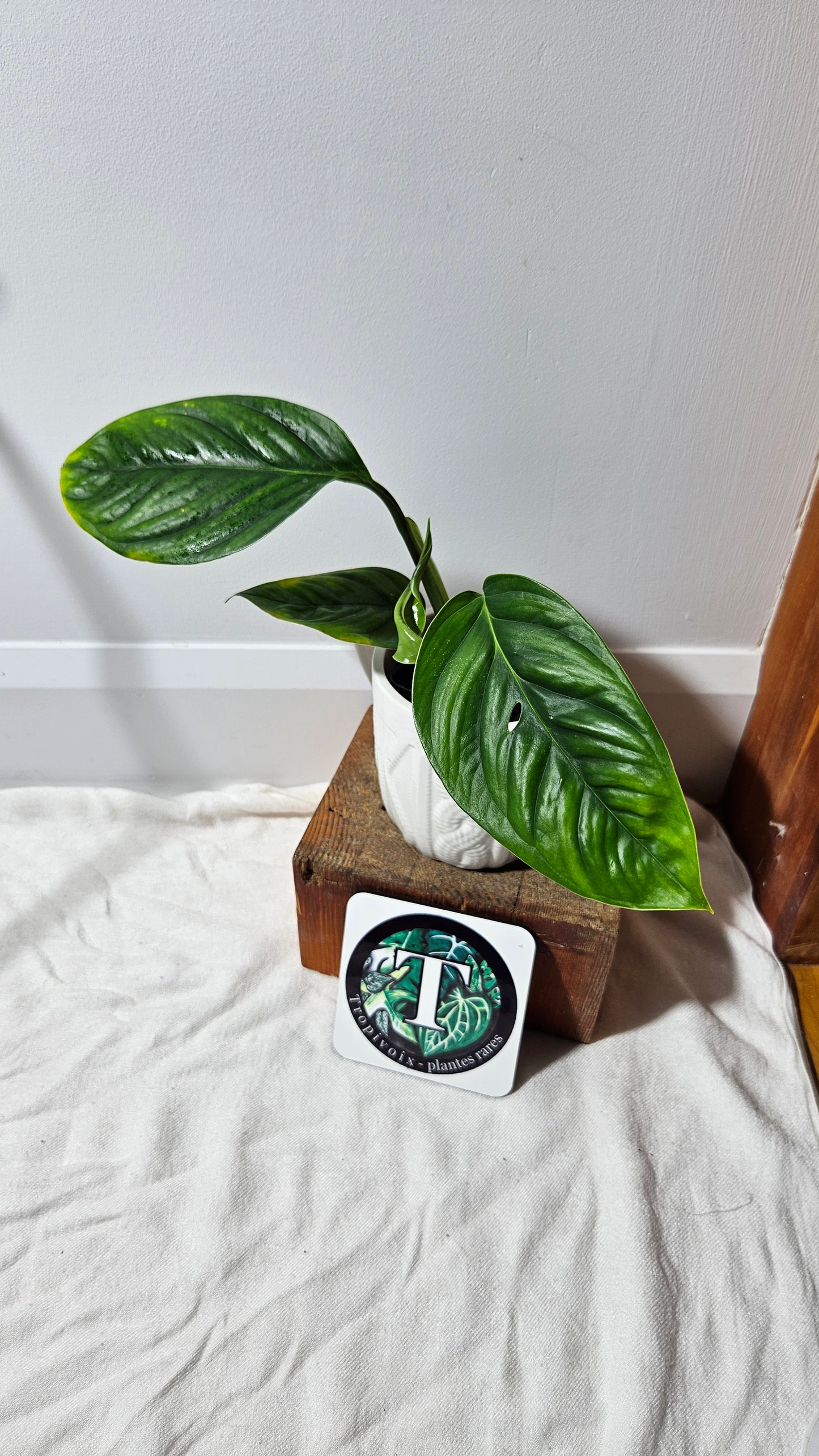 Monstera Obliqua Aff Limon (MON-182)