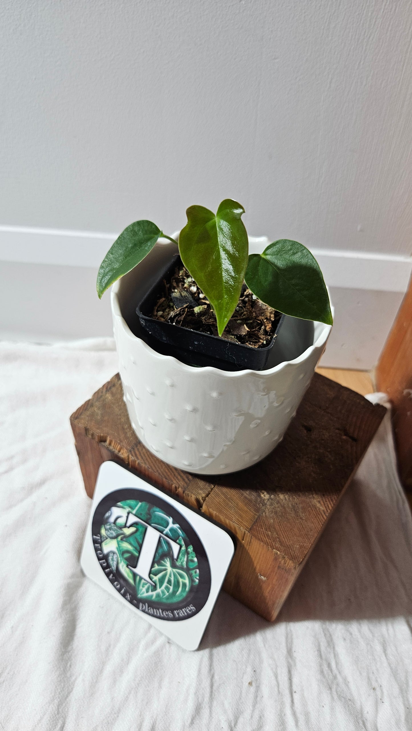 Anthurium Modeanum "format PETIT" (ANT-625)