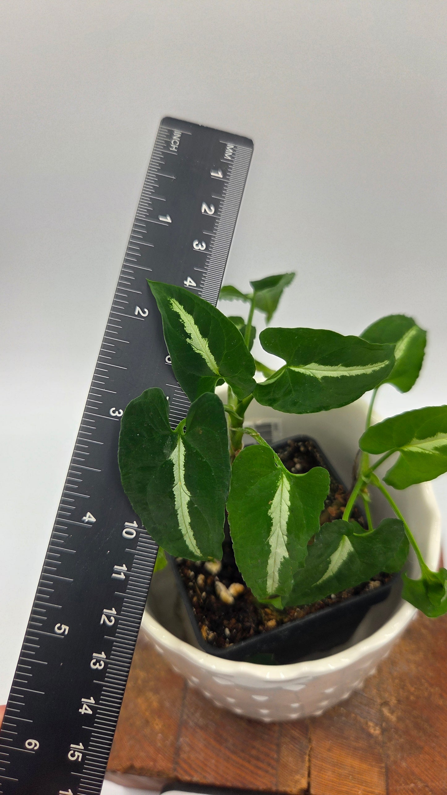 Syngonium Wendlandii (SYN-294)