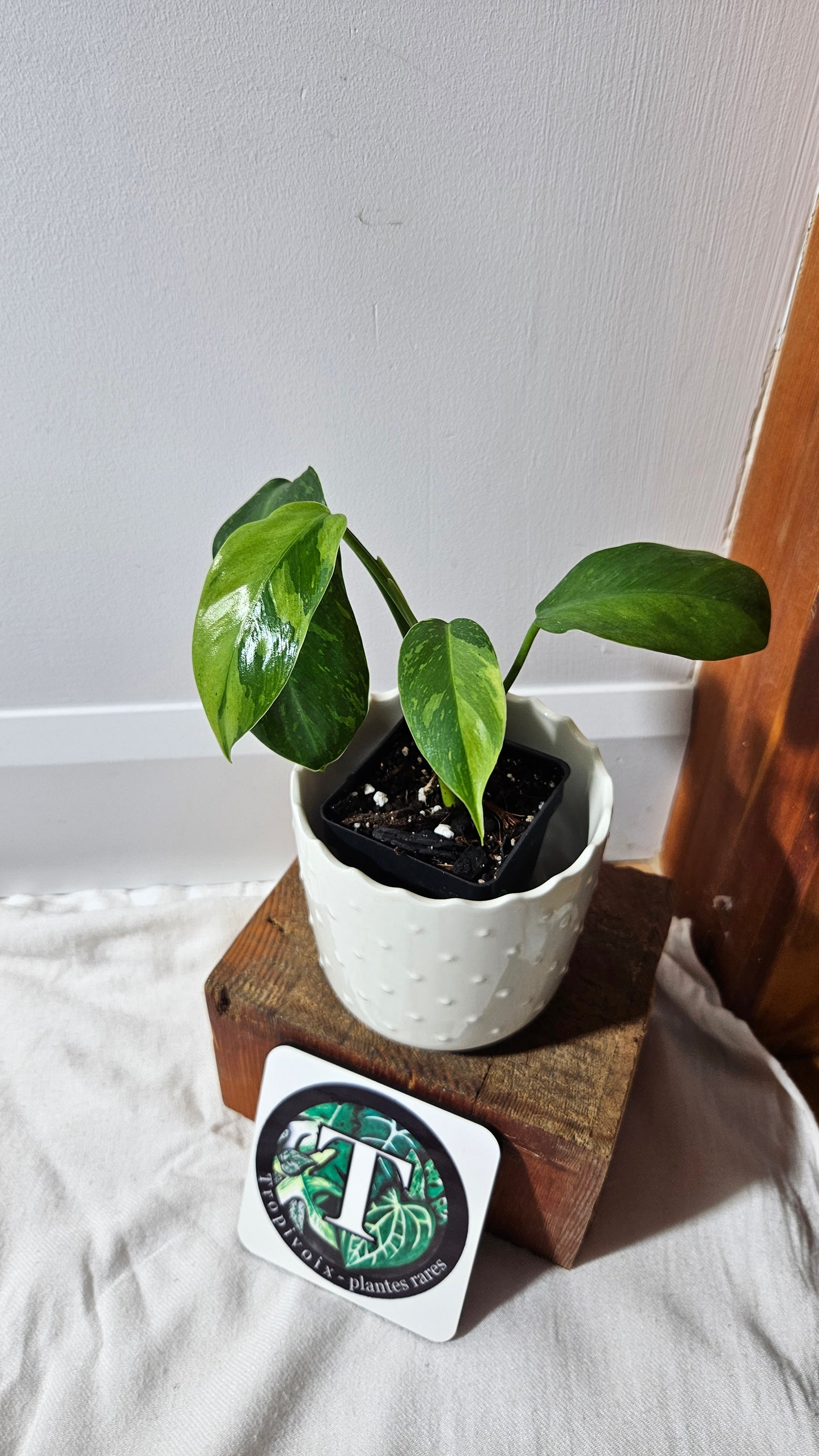 Philodendron Jose Buono (PHI-918)
