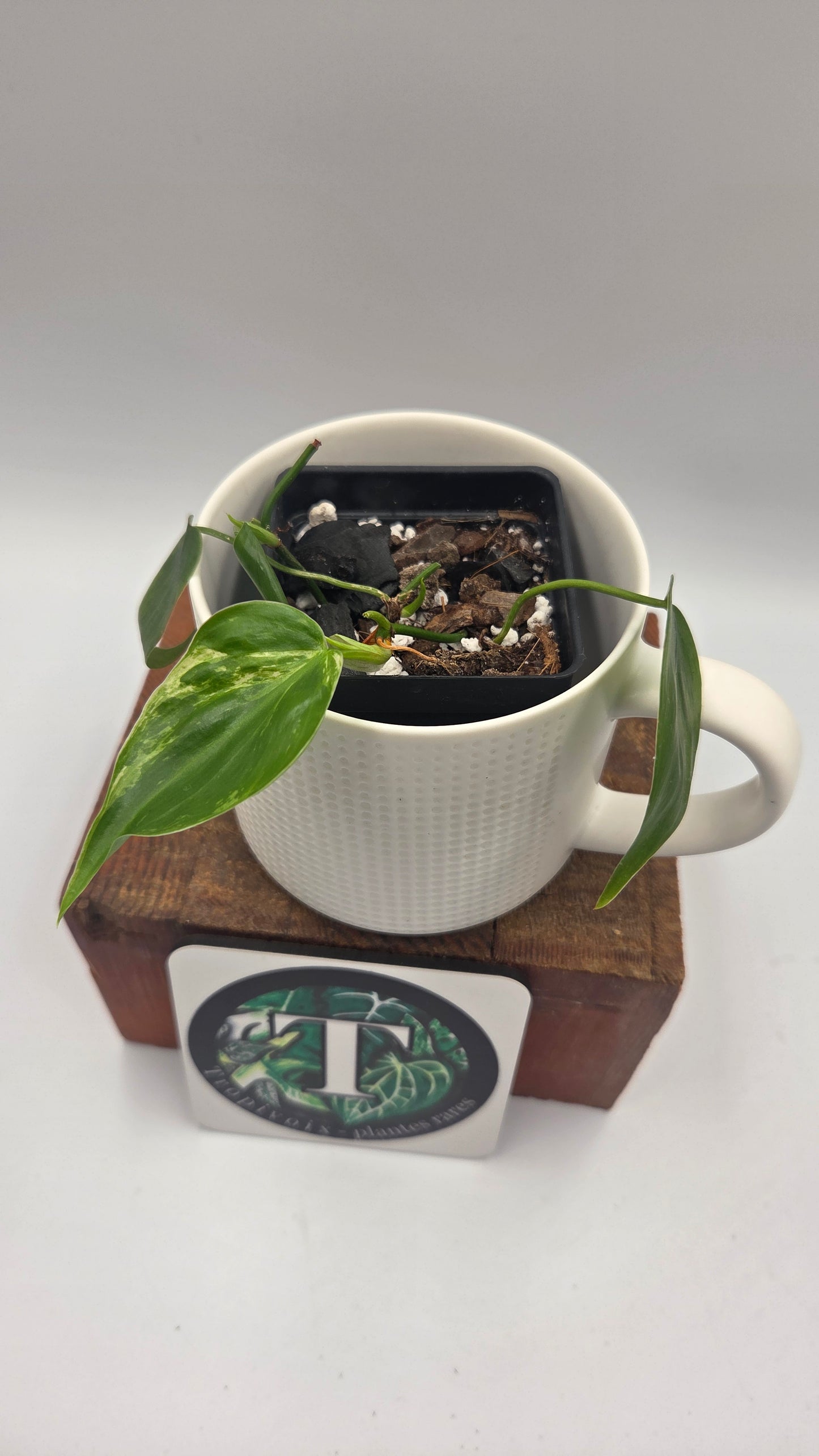 Philodendron Hederaceum Variegata (PHI-1064)