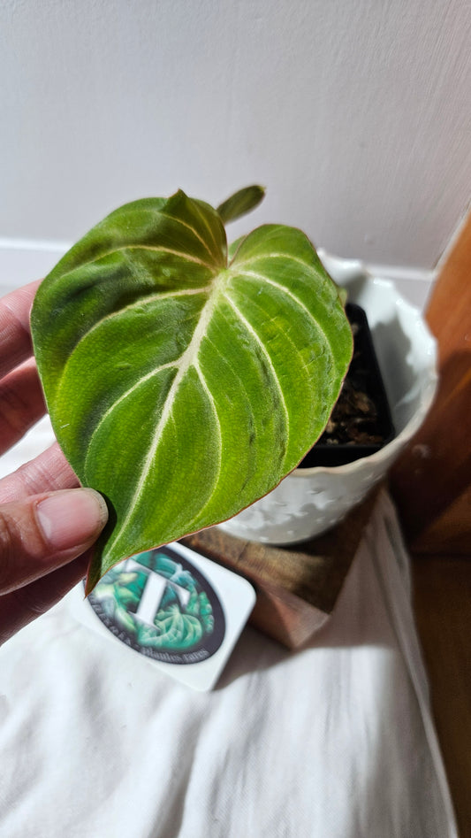 Philodendron Gloriosum Pink (PHI-875)