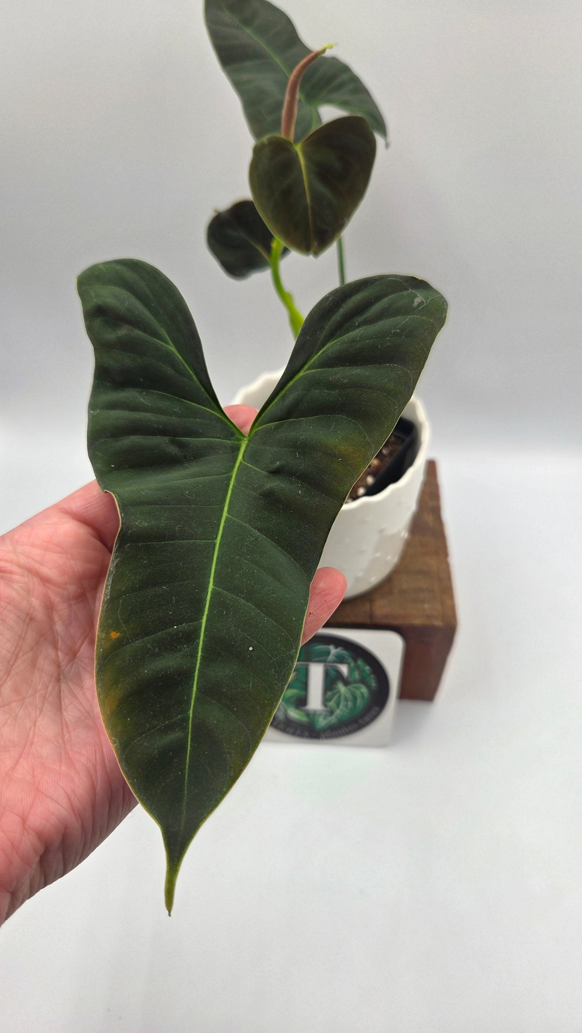 Philodendron Lupinum "Mature"(PHI-1089)