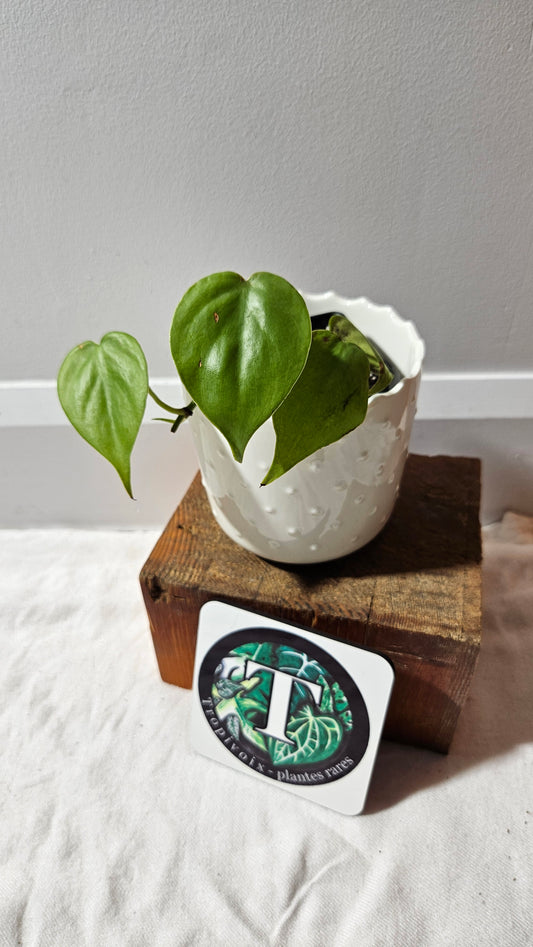 Philodendron Hederaceum Lemon lime (PHI-898)