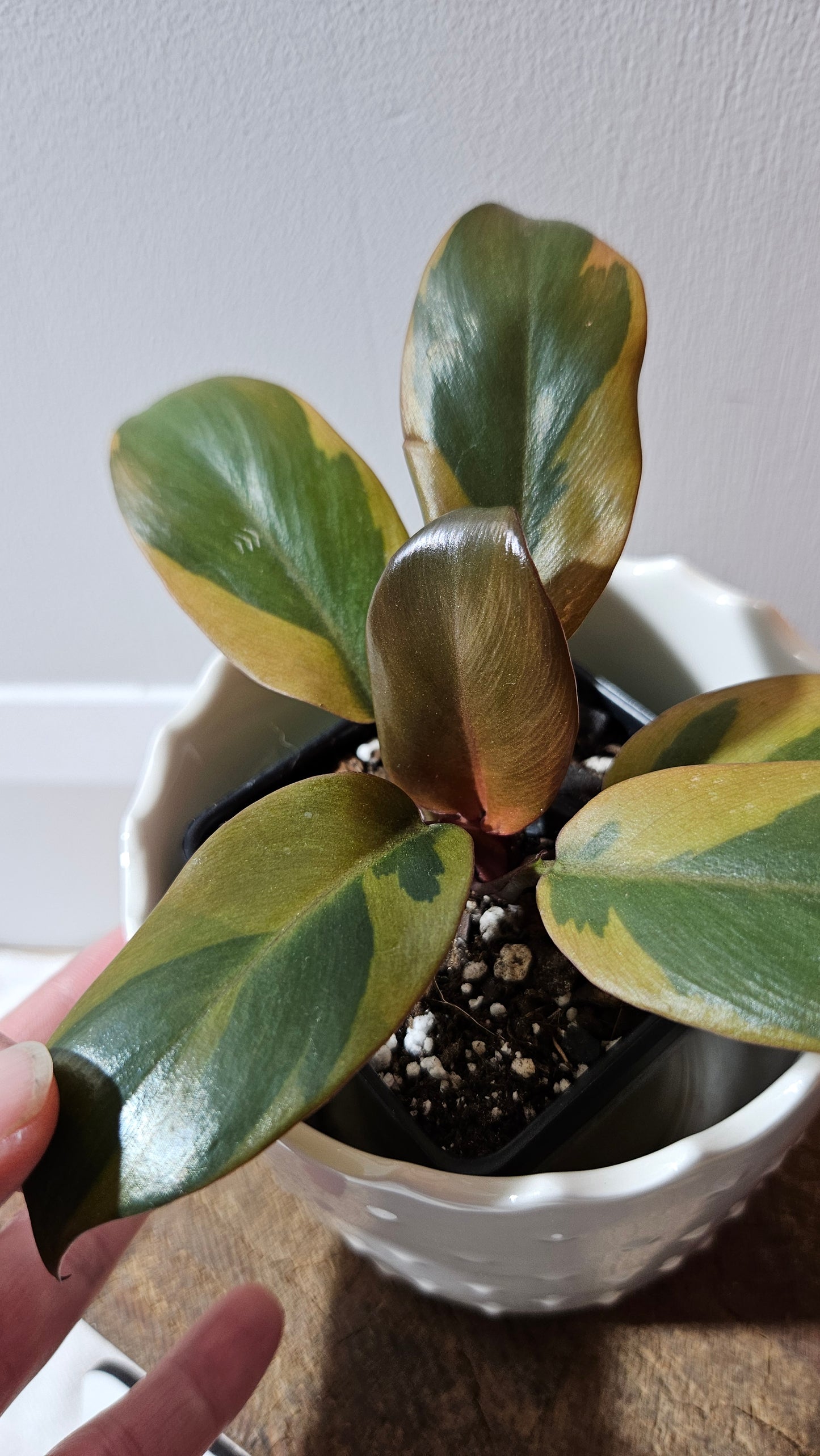 Philodendron Black Cardinal Variegata (PHI-890)