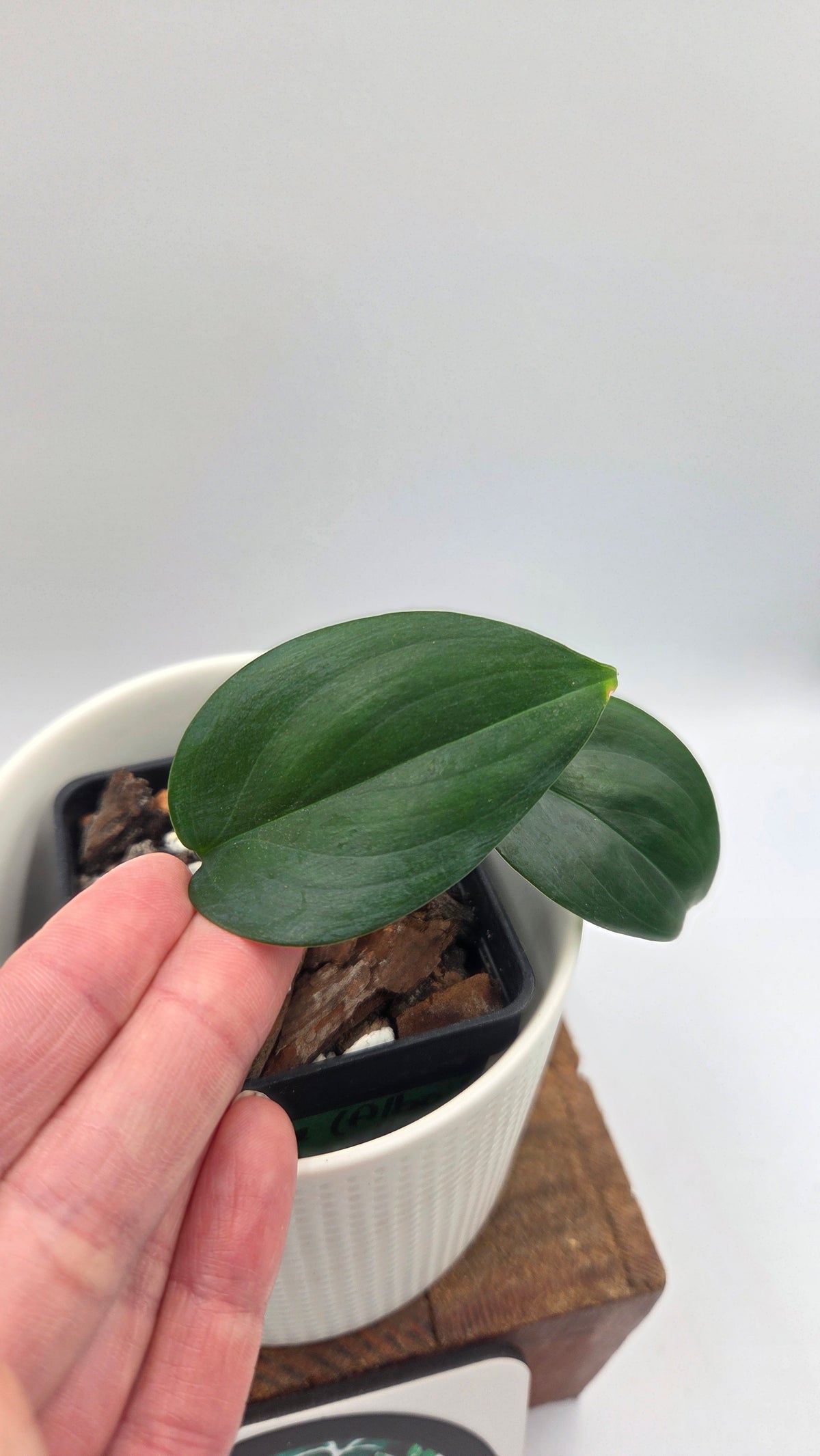 Scindapsus Hederaceus Blue  (SCI-1513)