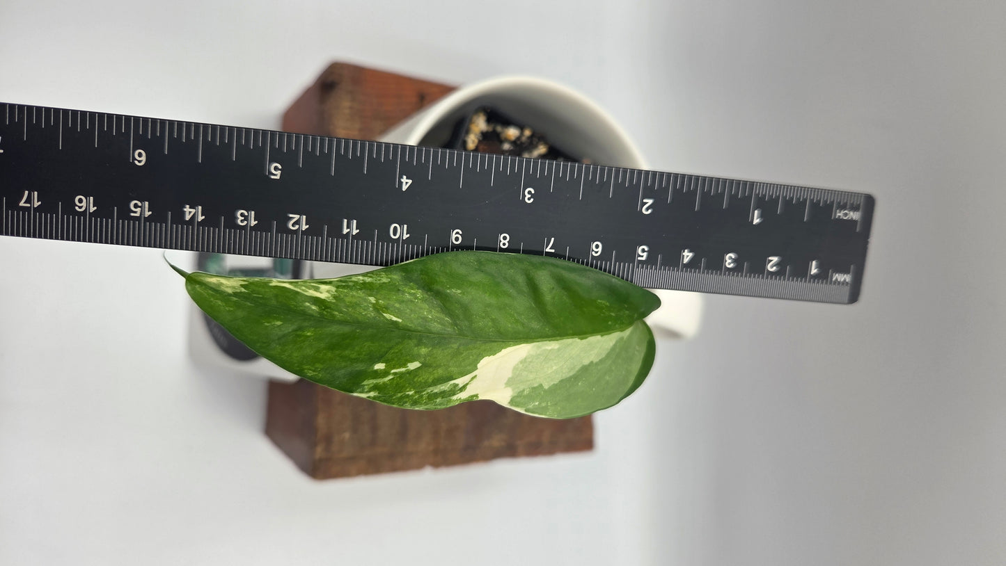 Epipremnum pinnatum Albo (EPI-247)