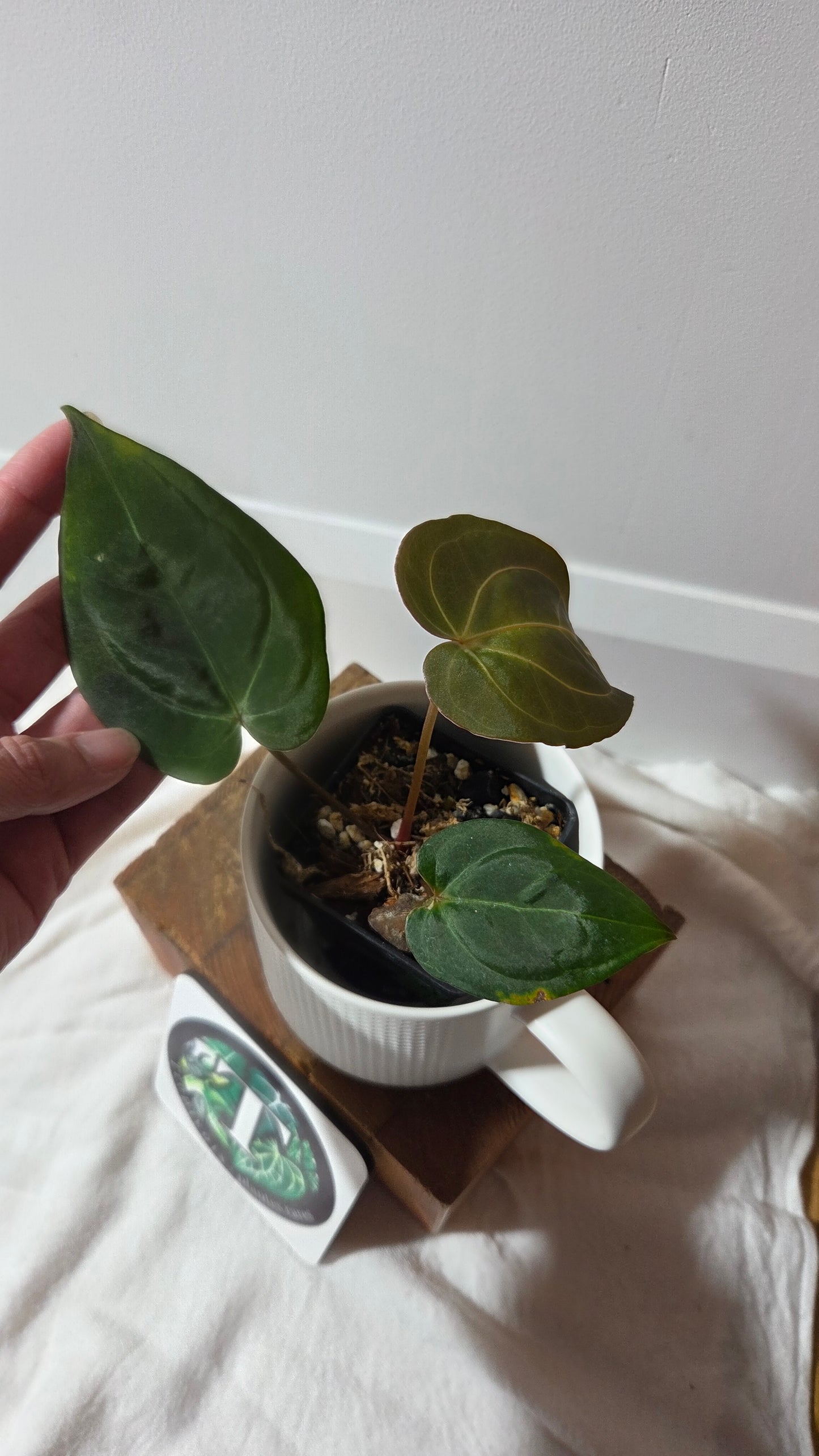 Anthurium Hoffmanii "format PETIT" (ANT-655)