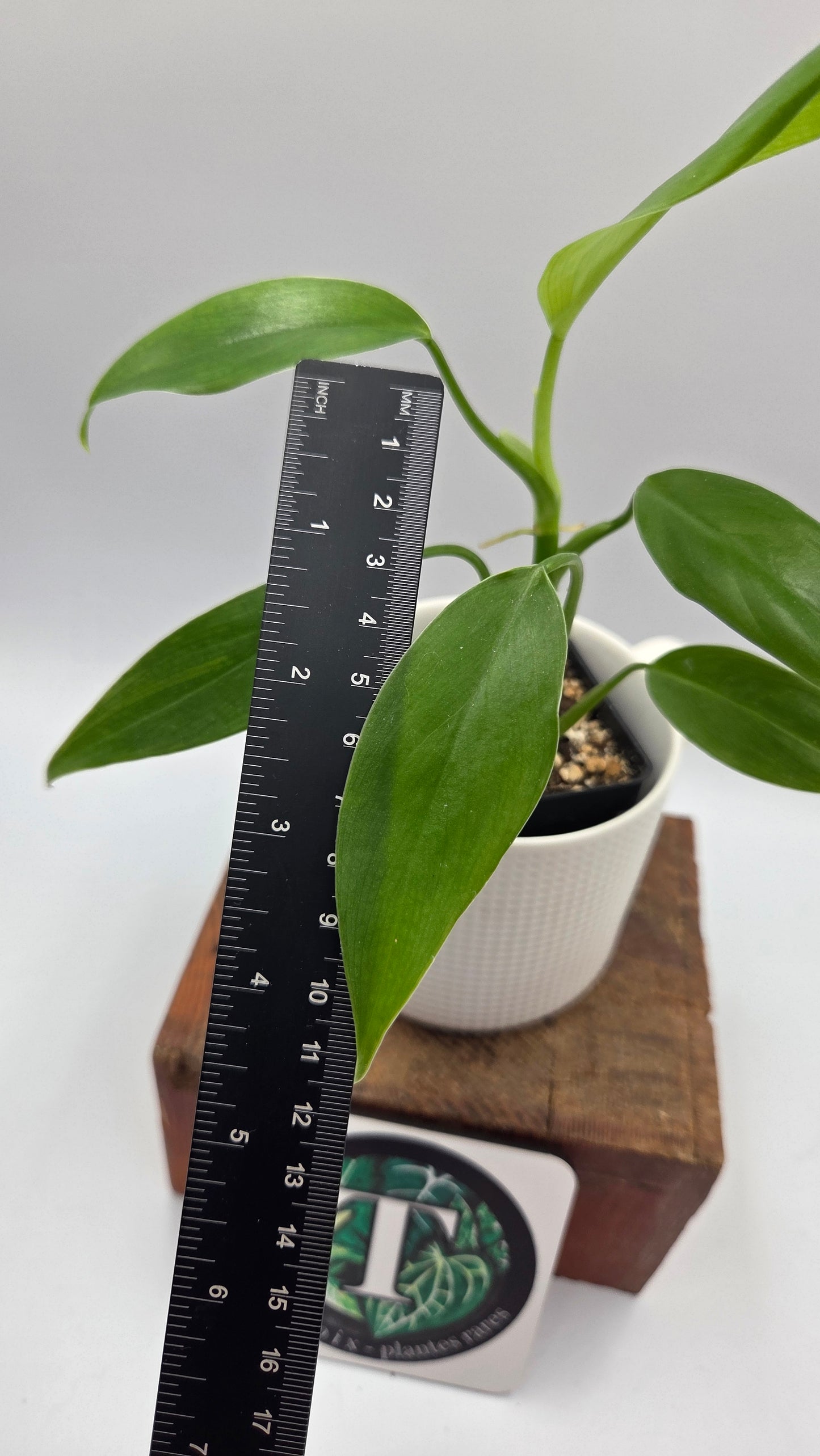 Philodendron Tripartitum (PHI-1076)