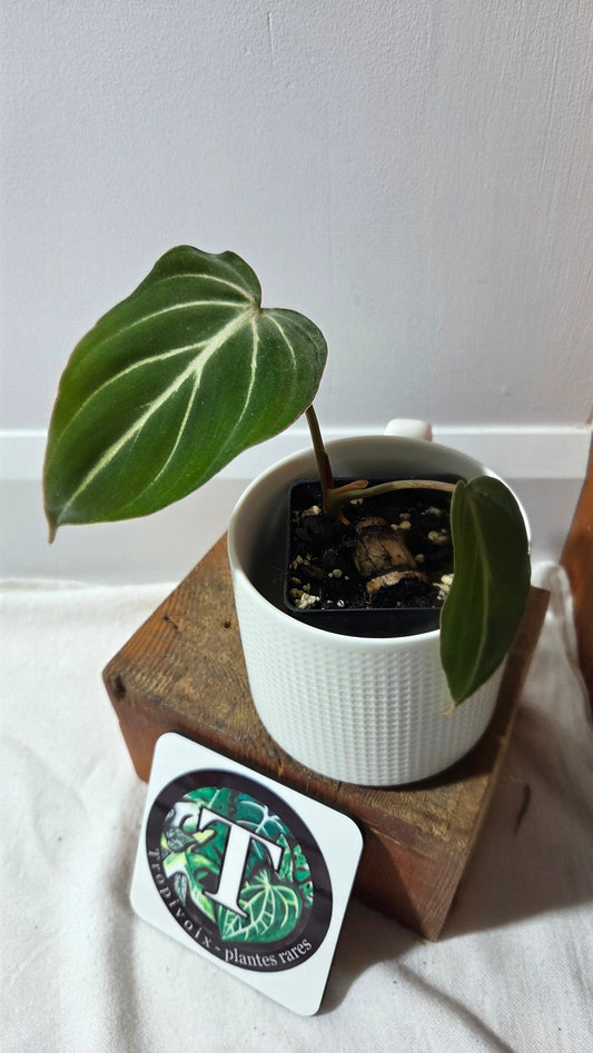 Philodendron Gloriosum Pink (PHI-998)