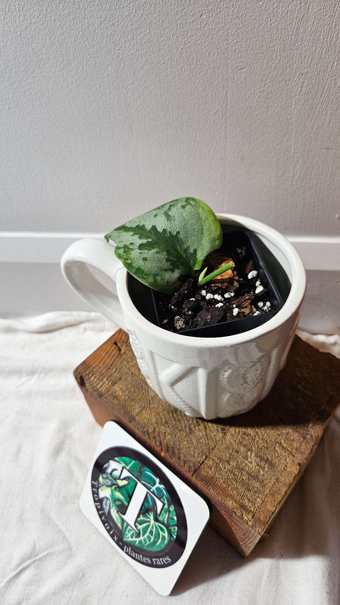 Scindapsus Yupa (SCI-1180)