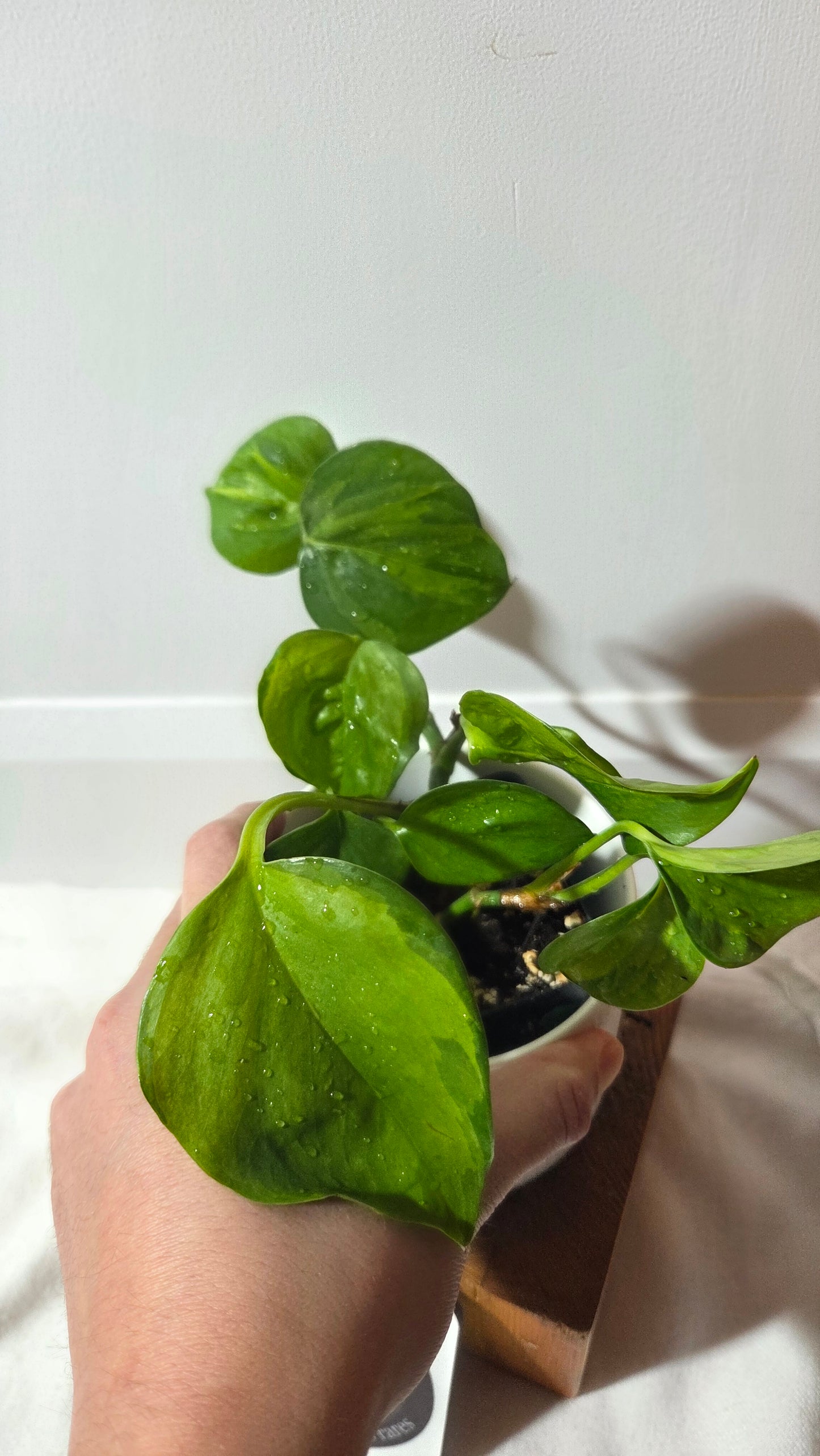 Epipremnum Aureum Manjula yellow/Olivia/Mint (EPI-176)