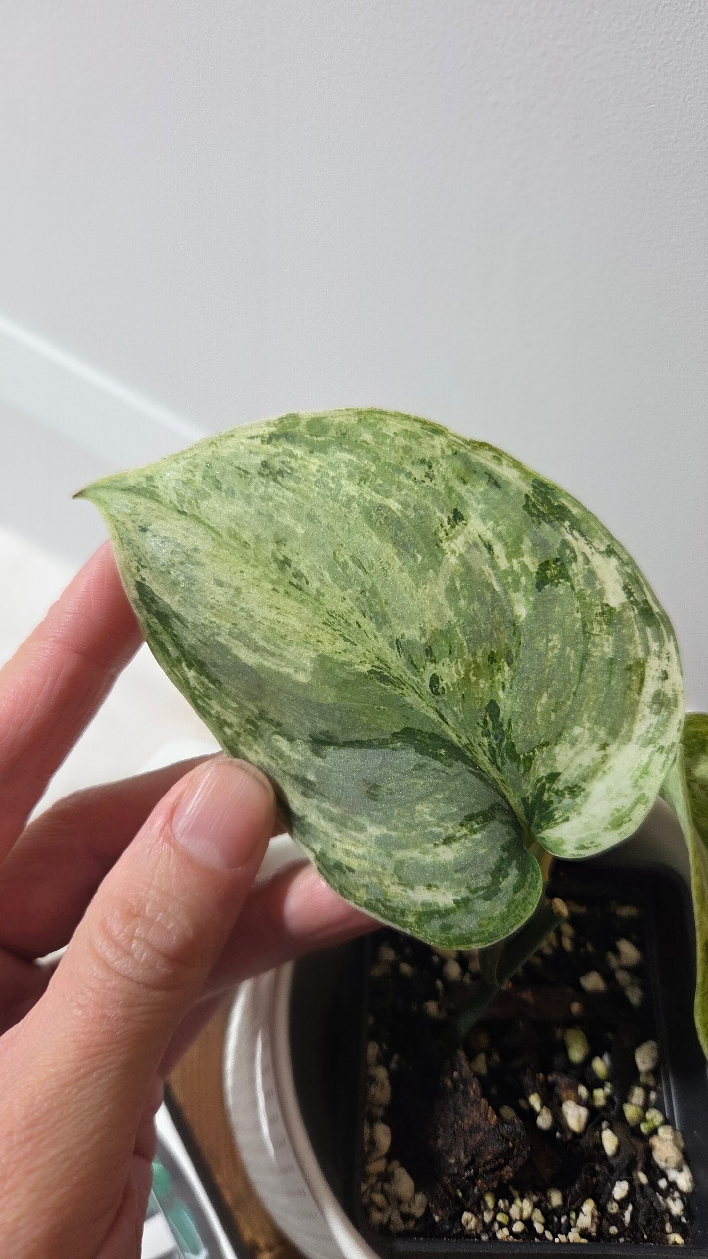 Scindapsus Peasun (SCI-1354)