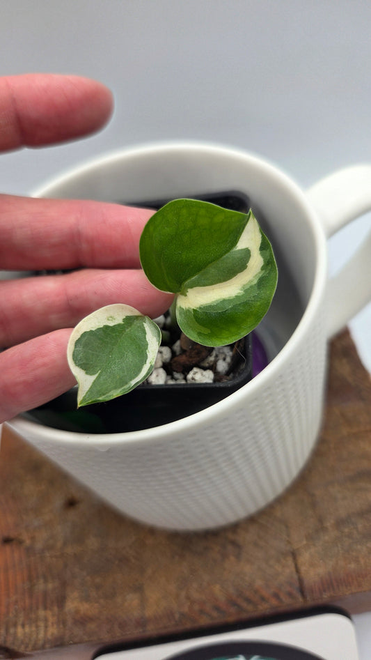 Epipremnum Aureum Glacier (EPI-239)