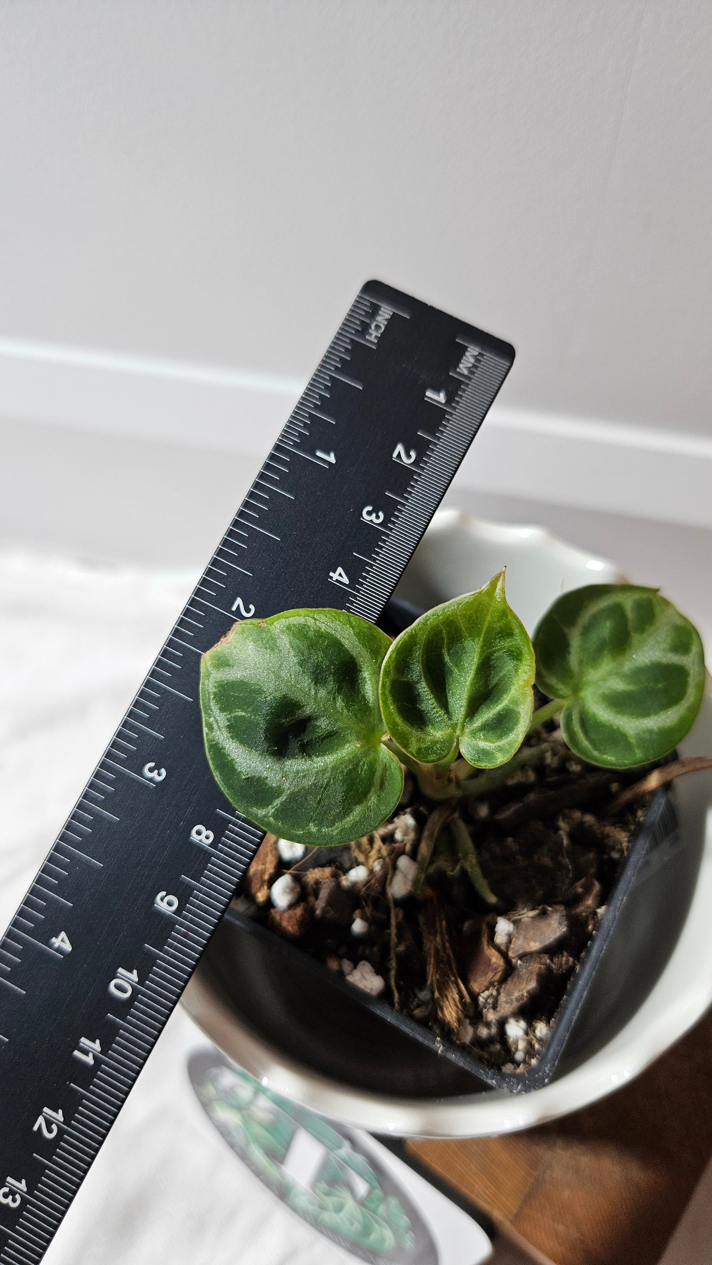 Anthurium Dorayaki Silver "format SEEDLING"( ANT-574)