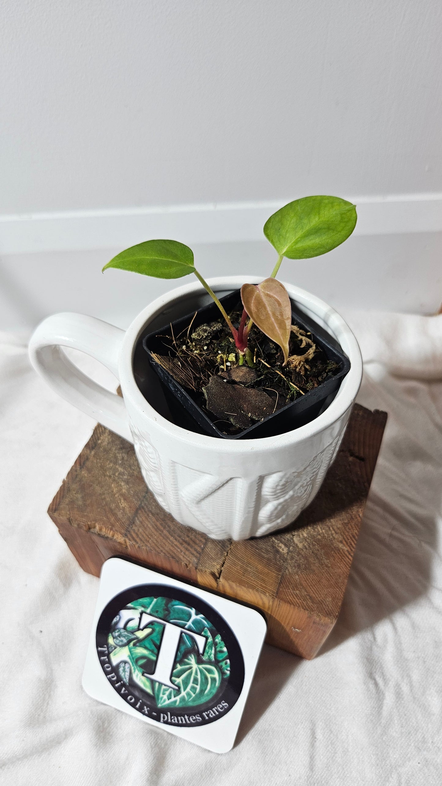 Anthurium  Dorayaki Silver "format SEEDLING" (ANT-184)