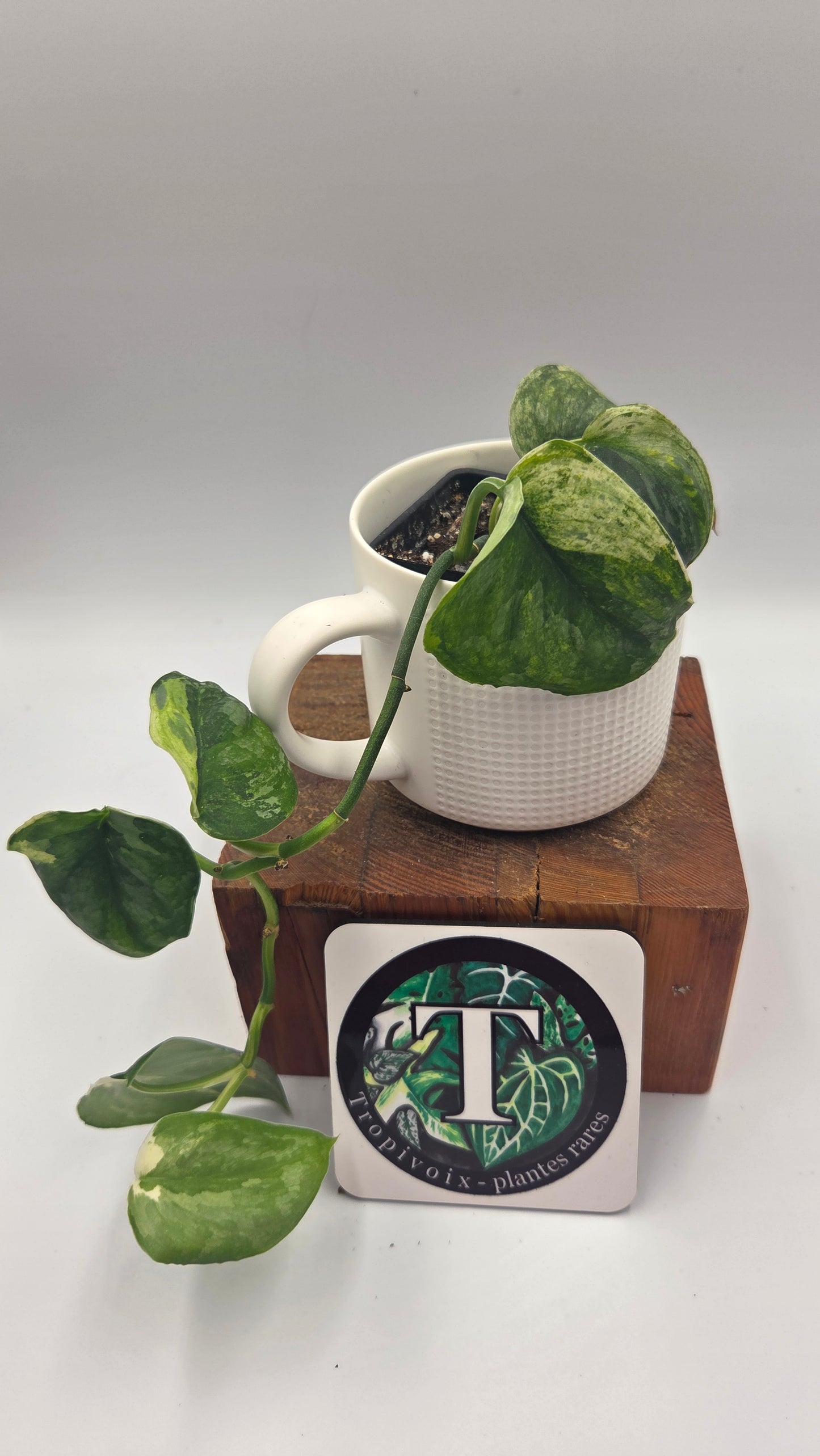 Scindapsus Dark Splash Variegata (SCI-850)