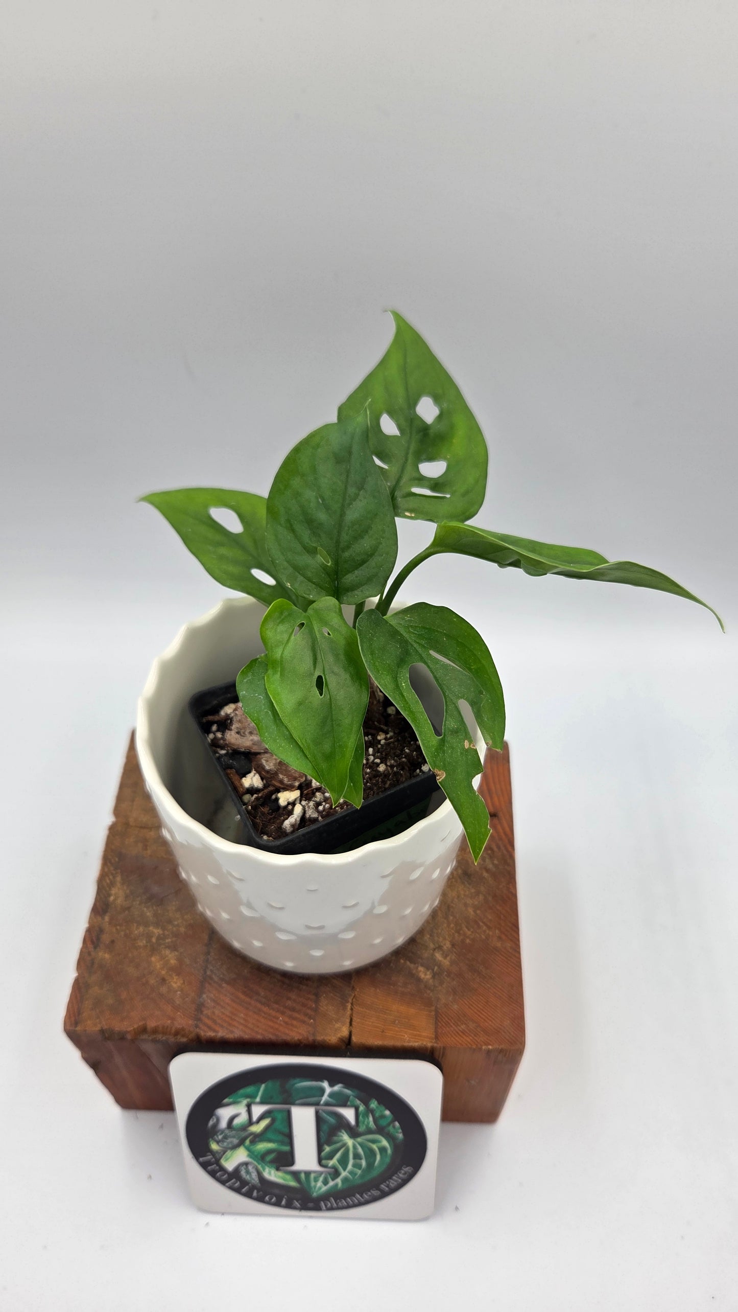 Monstera Obliqua Aff Cuyabeno (MON-557)