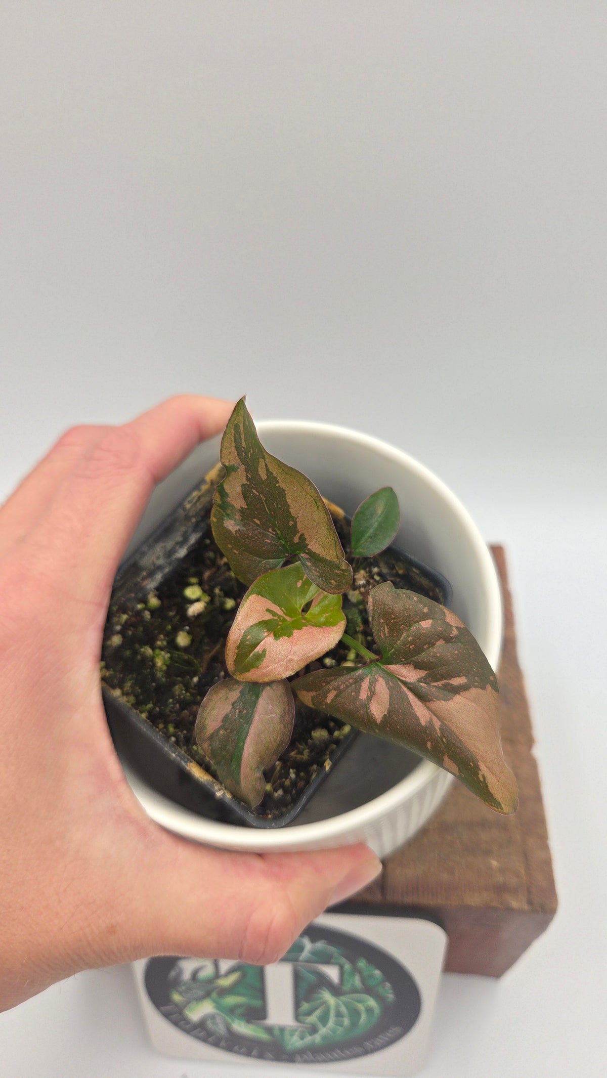 Syngonium Pink Splash (SYN-284)