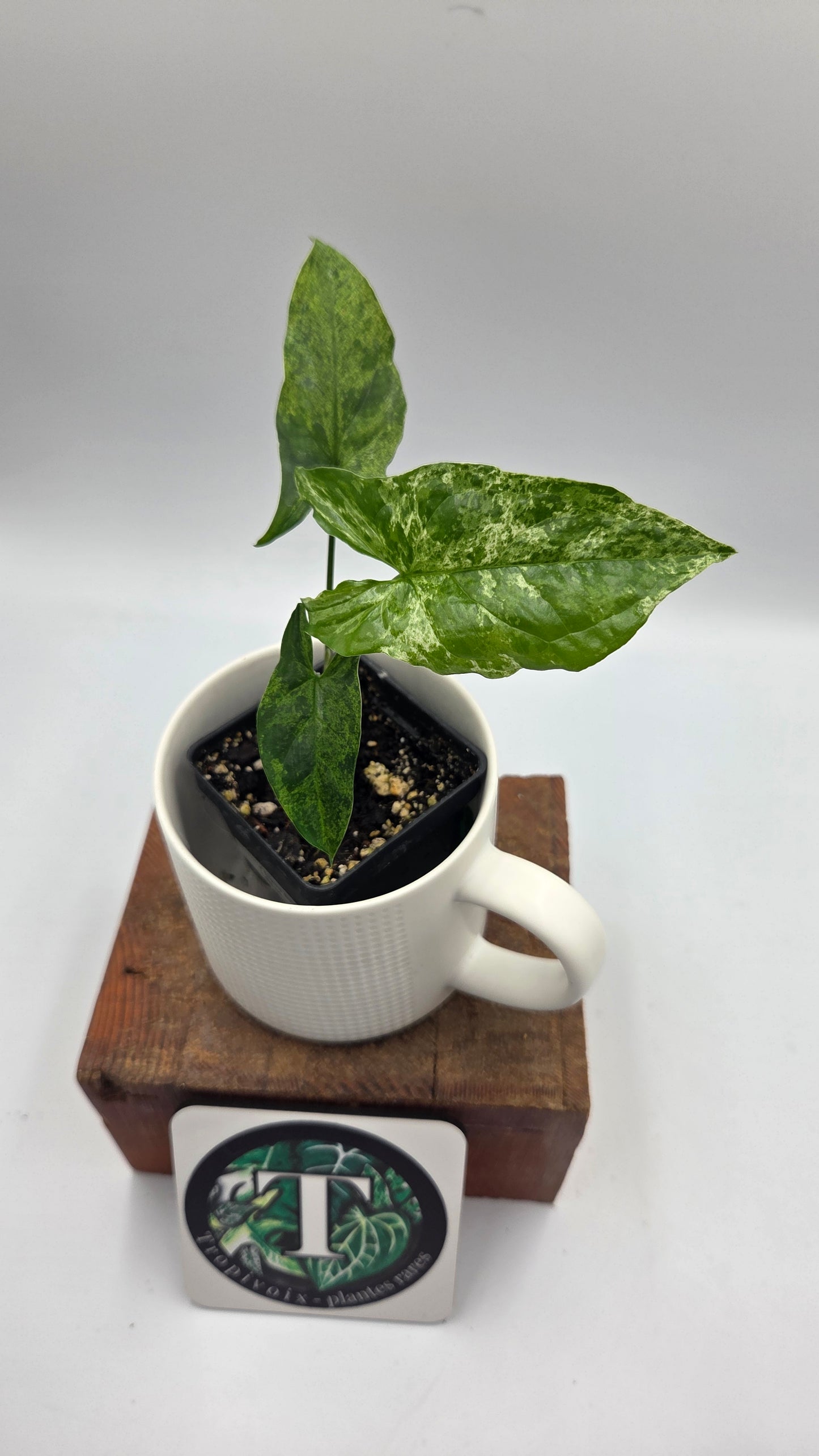 Syngonium Mojito (SYN-516)