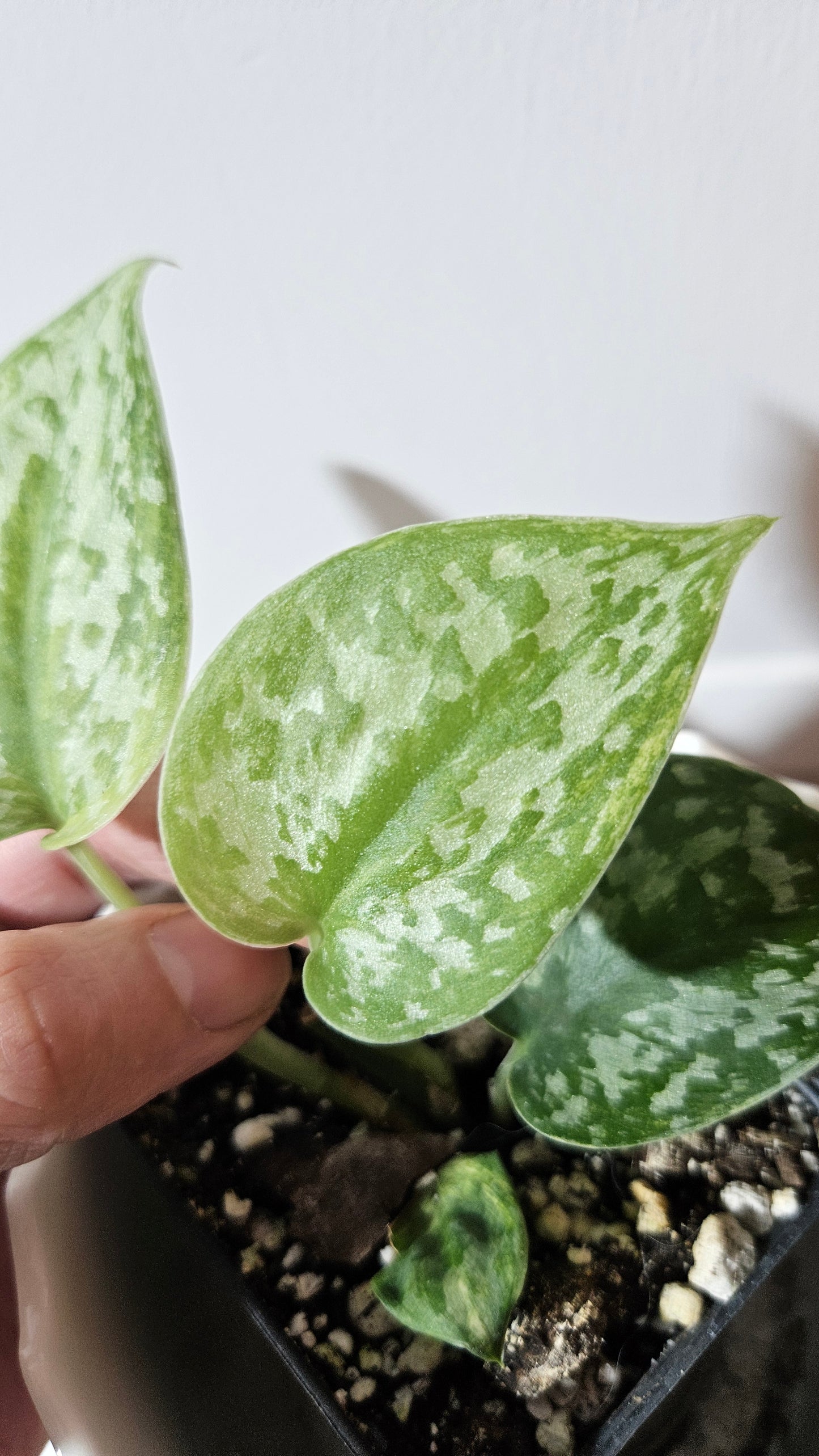Scindapsus Geulis (SCI-1044)