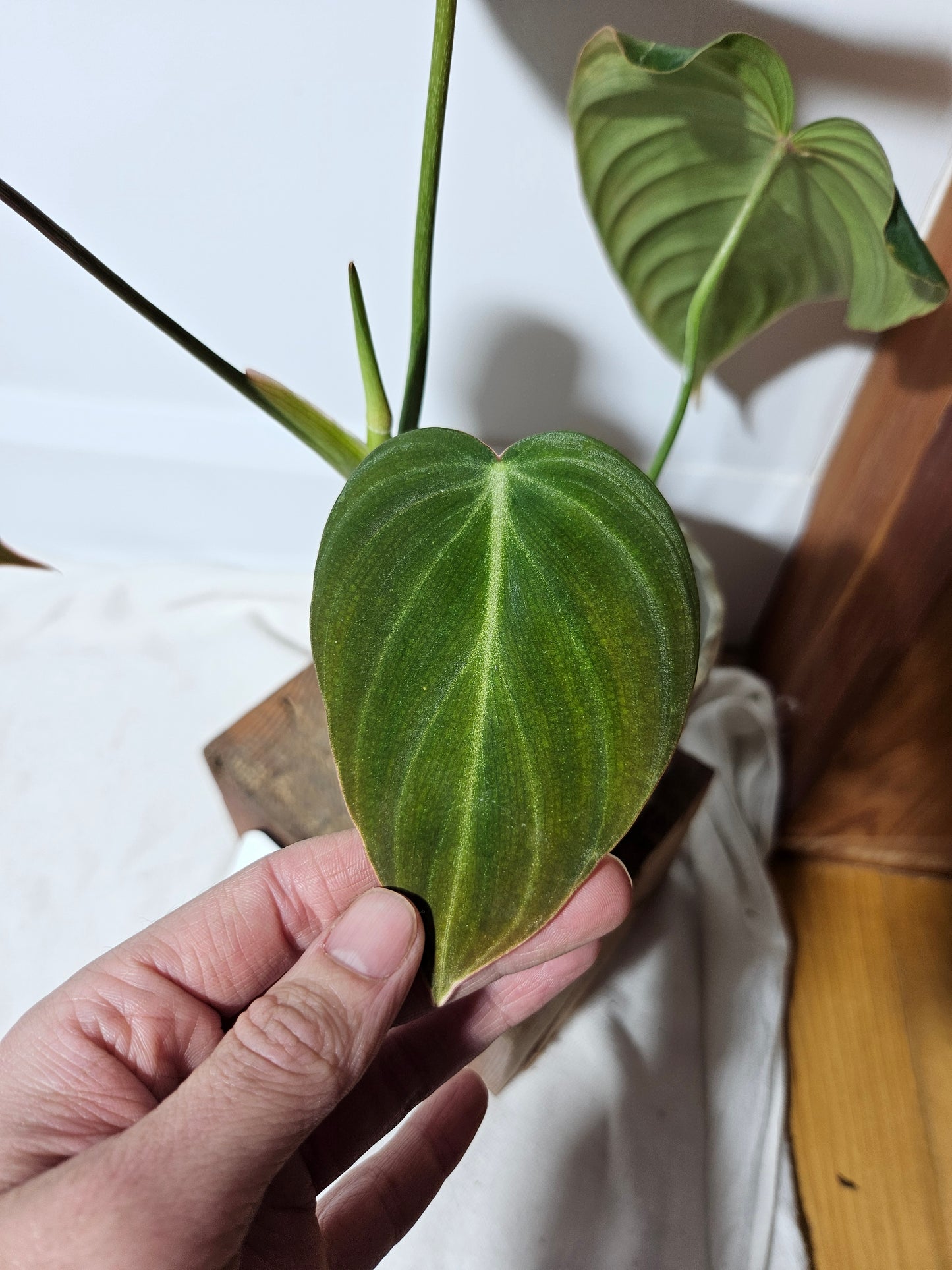 Philodendron Glorious (PHI-467)