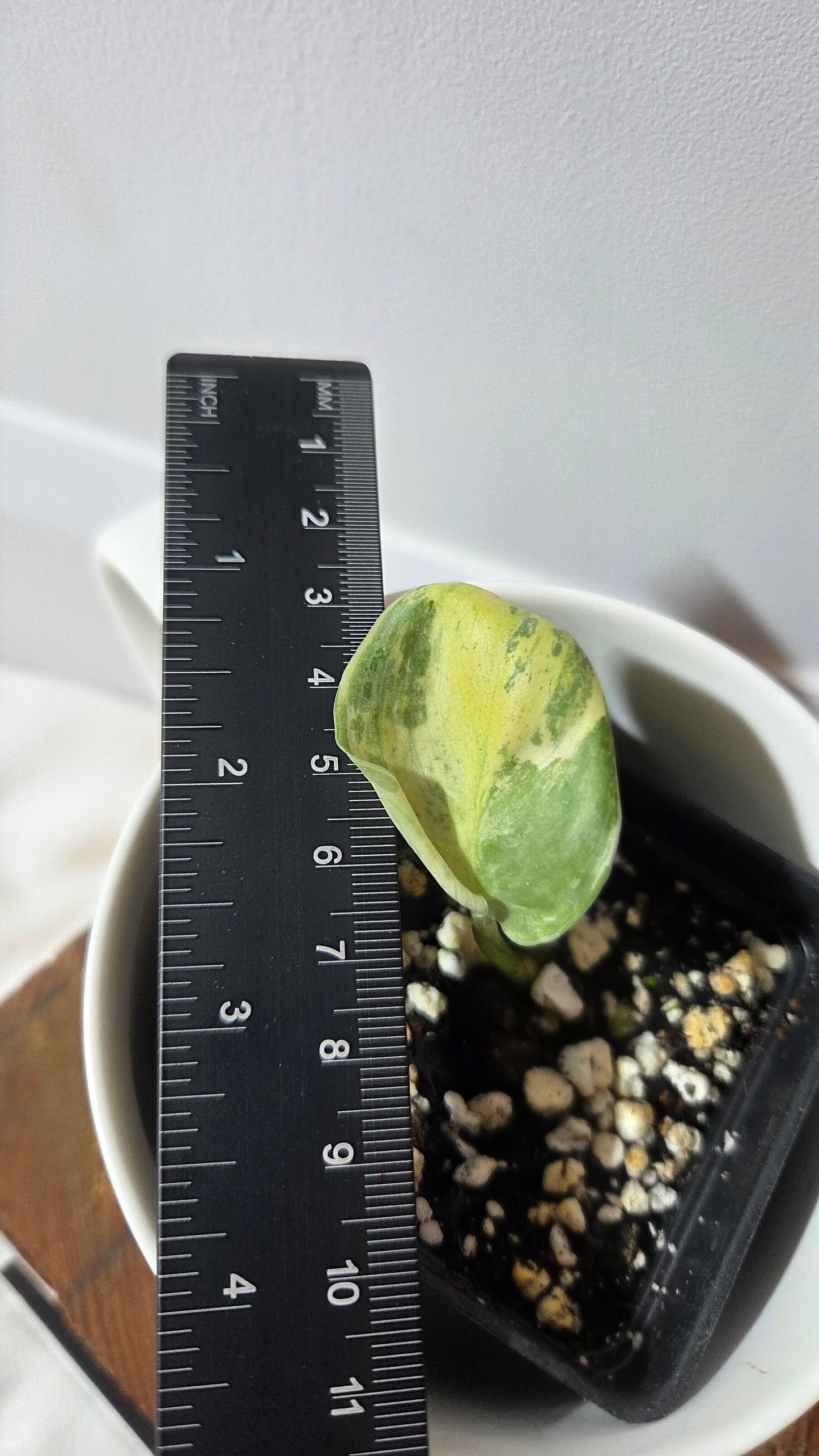 Scindapsus Exotica Salaka Variegata (SCI-1405)