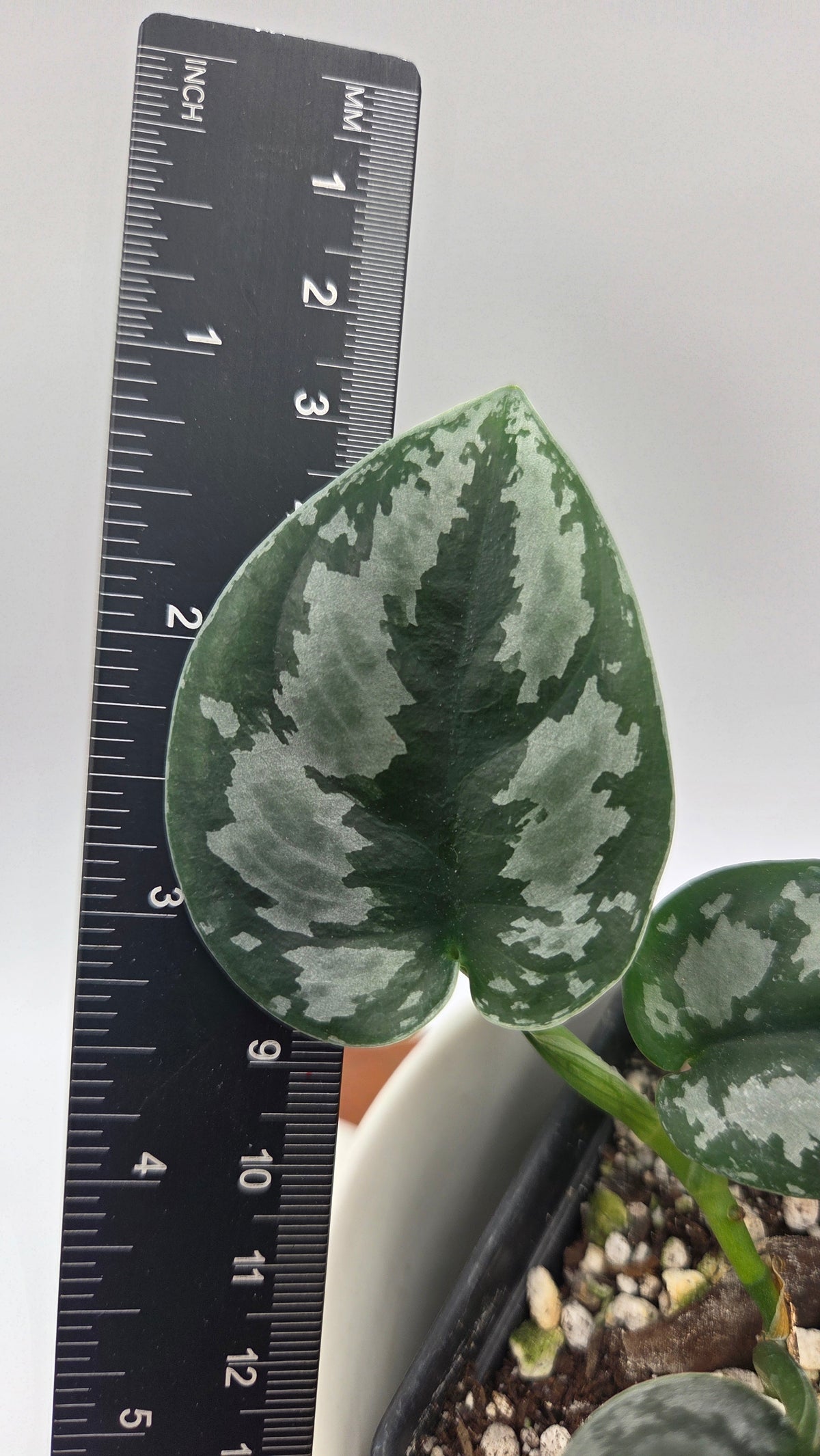 Scindapsus Dark Tricolore (SCI-1221)