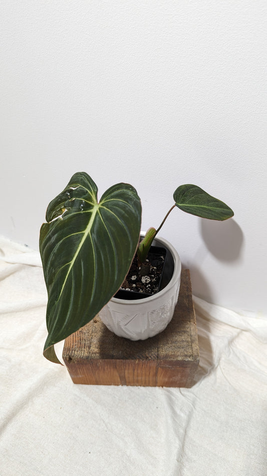 Philodendron Glorious (PHI-150)