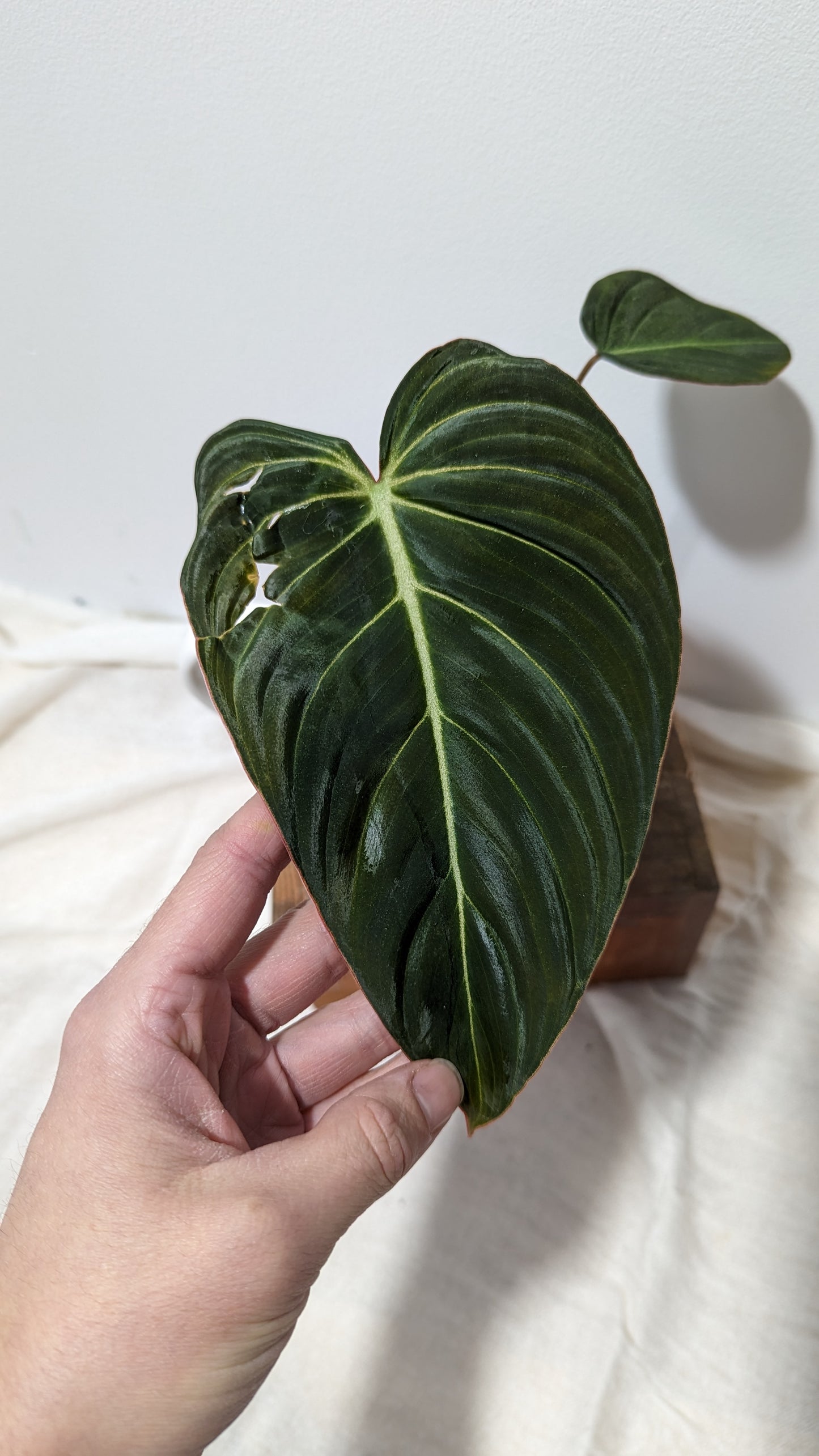 Philodendron Glorious (PHI-150)