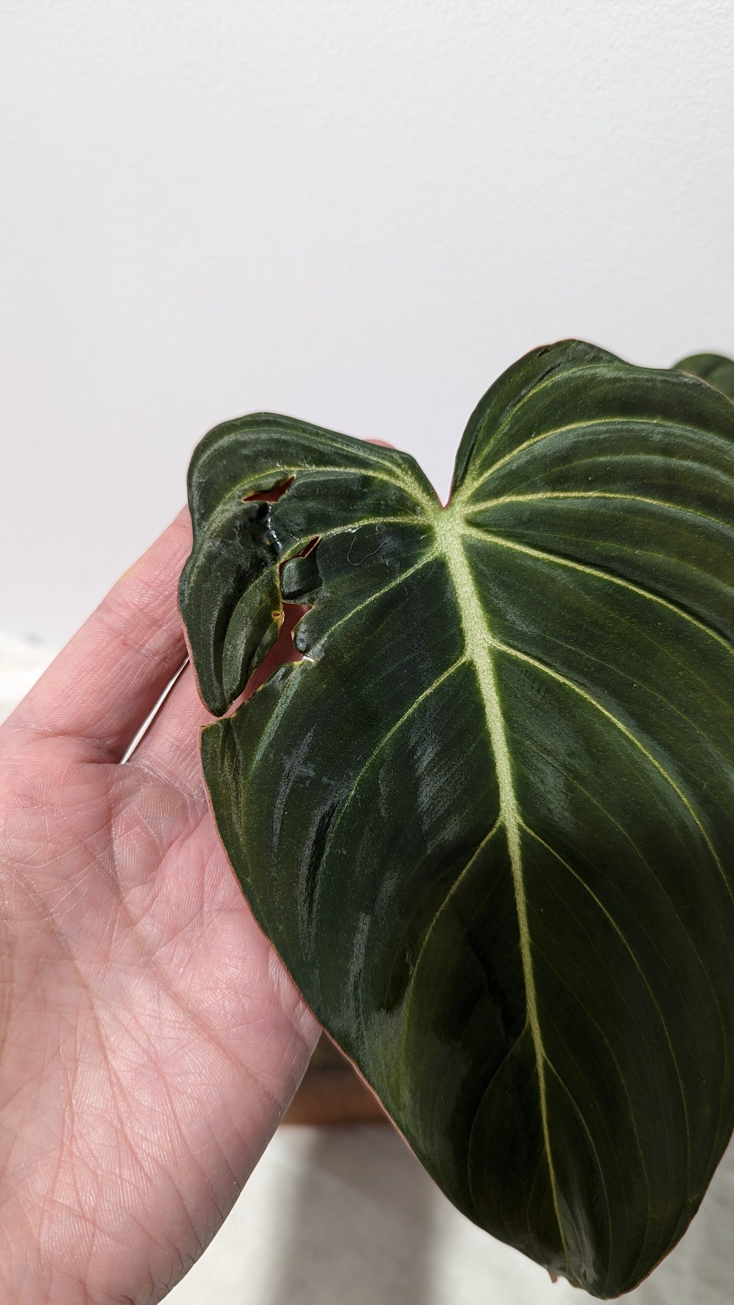 Philodendron Glorious (PHI-150)