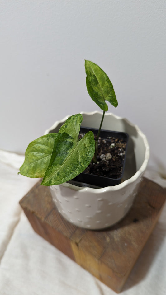 Syngonium Green Flecked (SYN-080)